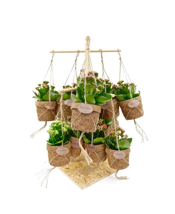 Kalanchoe Stand